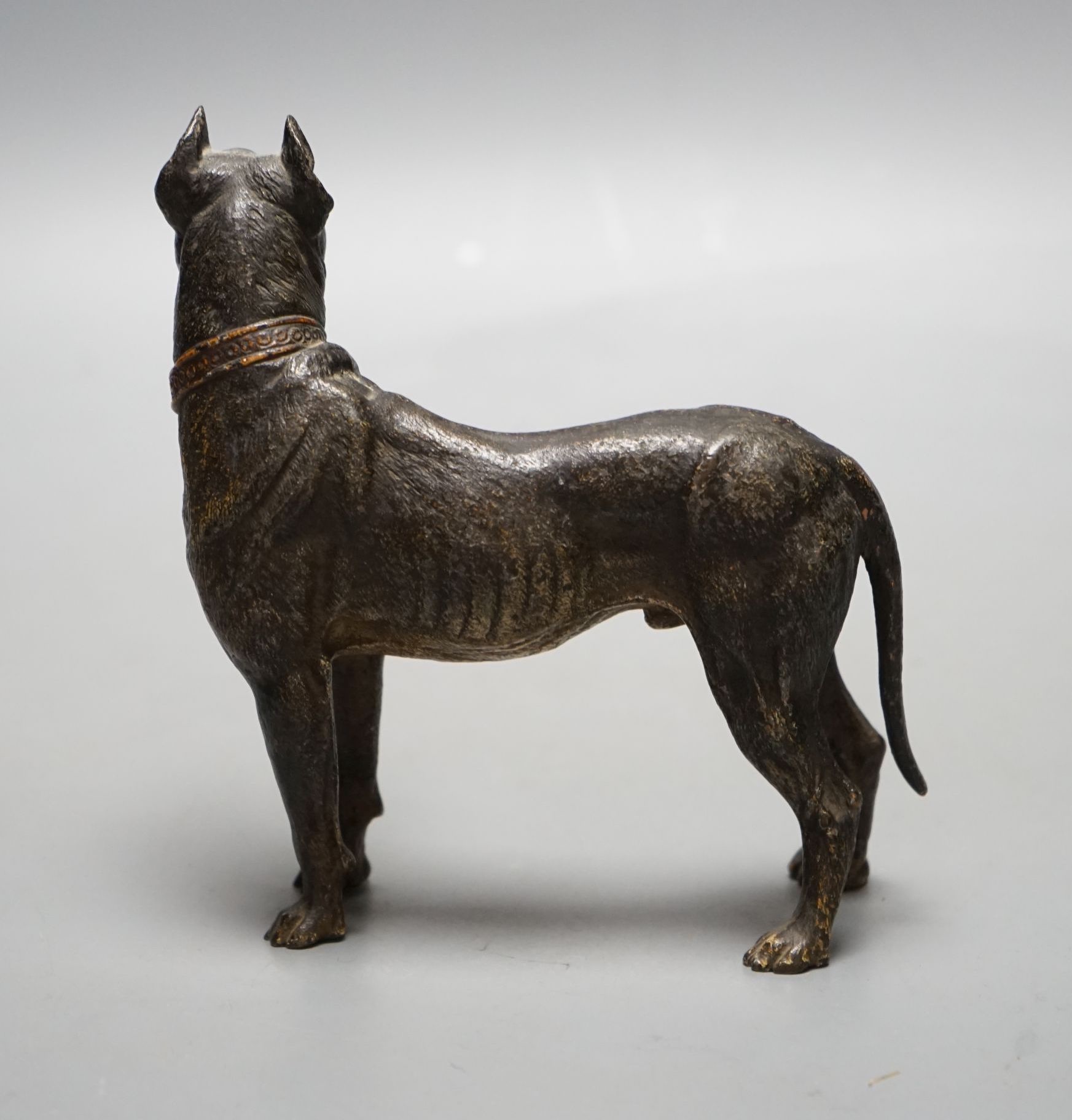 A Viennese cold-painted bronze model of a Great Dane 13.5cm tall, 14cm long